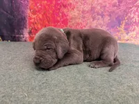 Tommen , a male Great Dane for sale in Fort Wayne, IN – 5 of 10