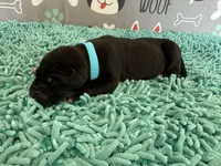 Roran, a male Great Dane for sale in Fort Wayne, IN – 3 of 5