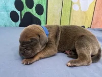 Joffrey, a male Great Dane for sale in Fort Wayne, IN – Photo 2 of 5