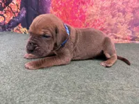 Joffrey, a male Great Dane for sale in Fort Wayne, IN – 5 of 10