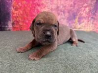 Joffrey, a male Great Dane for sale in Fort Wayne, IN – 6 of 10