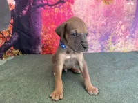 Joffrey, a male Great Dane for sale in Fort Wayne, IN – 2 of 10