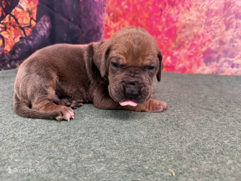 Joffrey – Great Dane puppy for sale in Fort Wayne, IN