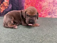 Joffrey, a male Great Dane for sale in Fort Wayne, IN – 4 of 10