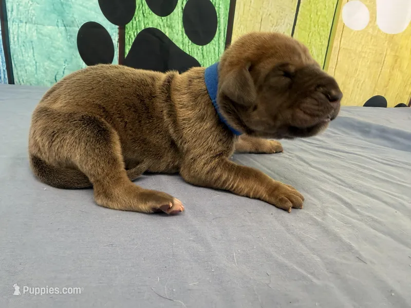 Joffrey – Great Dane puppy for sale in Fort Wayne, IN