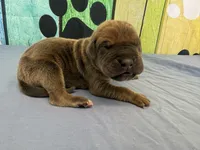 Joffrey, a male Great Dane for sale in Fort Wayne, IN – Photo 3 of 5