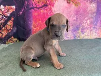 Joffrey, a male Great Dane for sale in Fort Wayne, IN – 3 of 10
