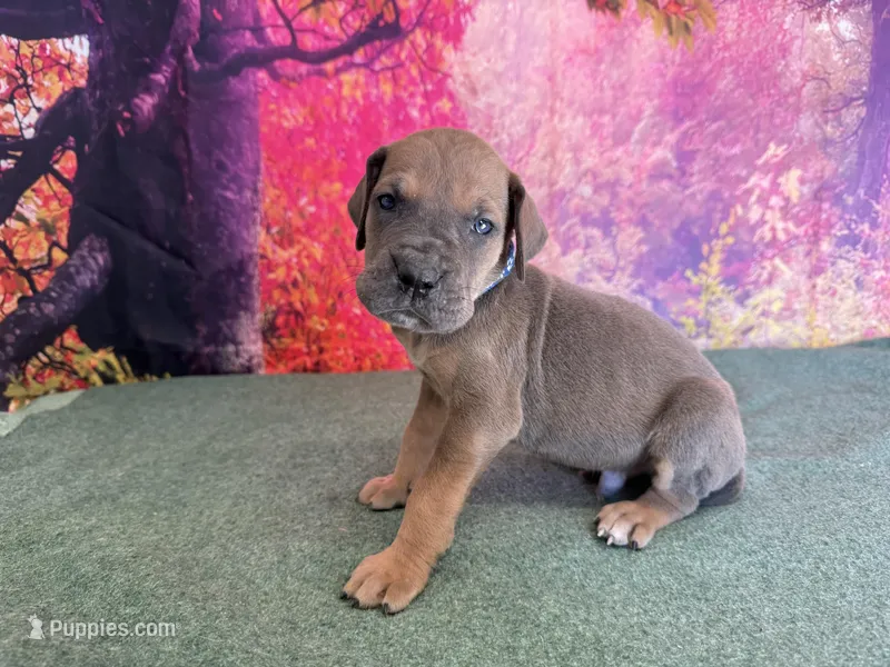 Joffrey – Great Dane puppy for sale in Fort Wayne, IN