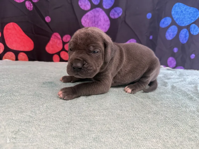 Bluey – Great Dane puppy for sale in Fort Wayne, IN
