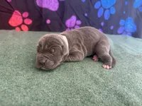Bluey, a female Great Dane for sale in Fort Wayne, IN – 3 of 5