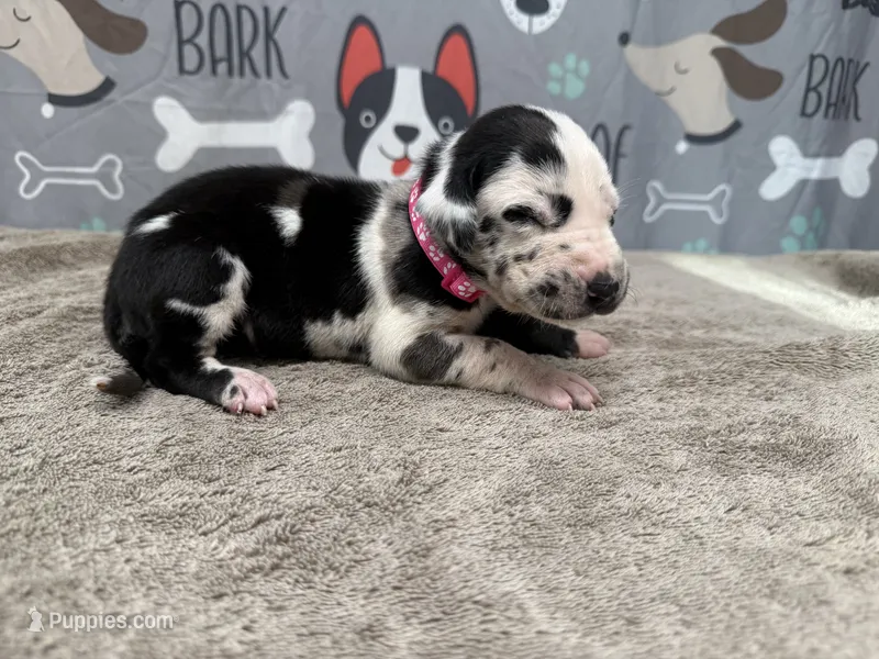 Perdita – Great Dane puppy for sale in Fort Wayne, IN