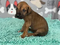 Horace, a male Great Dane for sale in Fort Wayne, IN – 2 of 10
