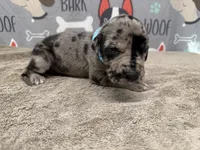 Patch, a male Great Dane for sale in Fort Wayne, IN – 3 of 5