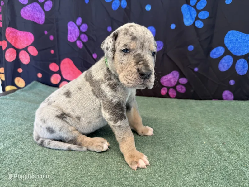 Winton – Great Dane puppy for sale in Fort Wayne, IN