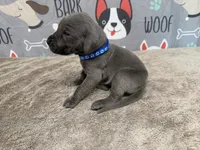 Roger, a male Great Dane for sale in Fort Wayne, IN – 3 of 5