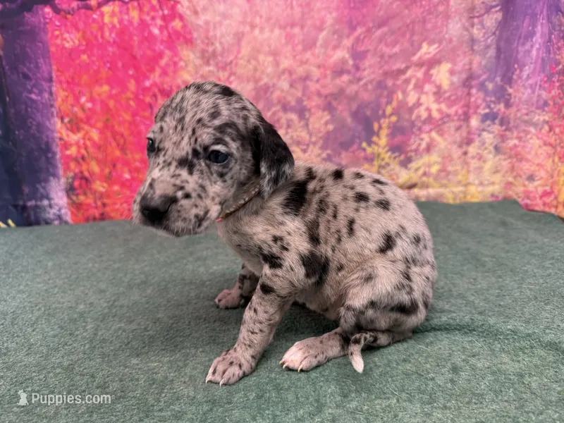 Sansa – Great Dane puppy for sale in Fort Wayne, IN