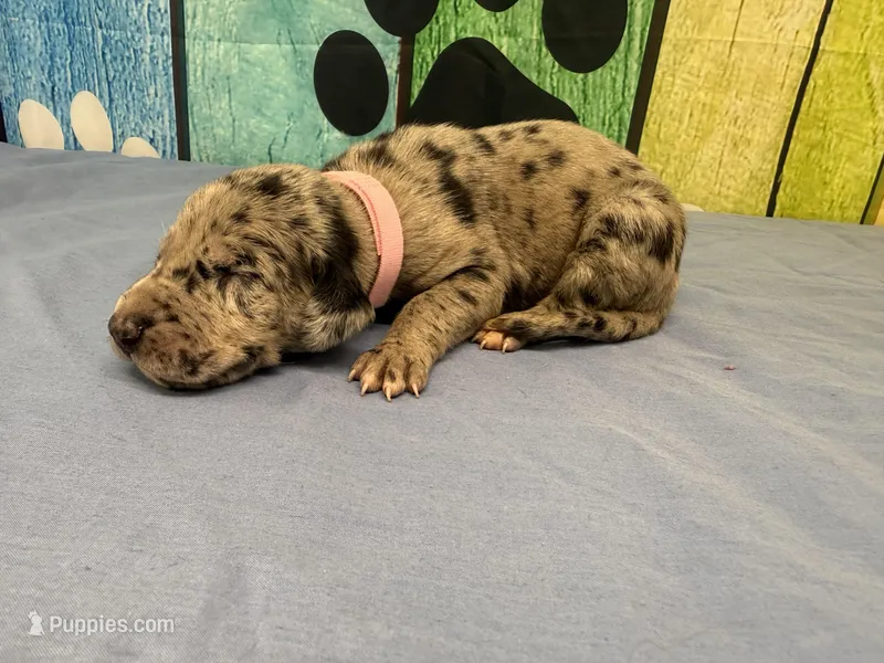 Sansa – Great Dane puppy for sale in Fort Wayne, IN