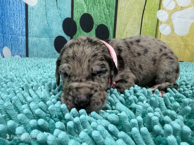 Sansa – Great Dane puppy for sale in Fort Wayne, IN