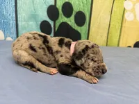 Sansa, a female Great Dane for sale in Fort Wayne, IN – Photo 3 of 5