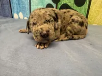 Sansa, a female Great Dane for sale in Fort Wayne, IN – Photo 2 of 5