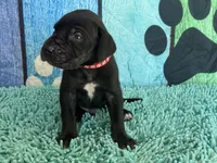 Brom, a male Great Dane for sale in Fort Wayne, IN – 2 of 10