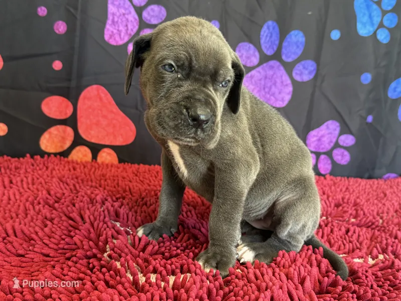 Bluey – Great Dane puppy for sale in Fort Wayne, IN