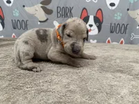 Sergeant Tibbs, a male Great Dane for sale in Fort Wayne, IN – 2 of 5