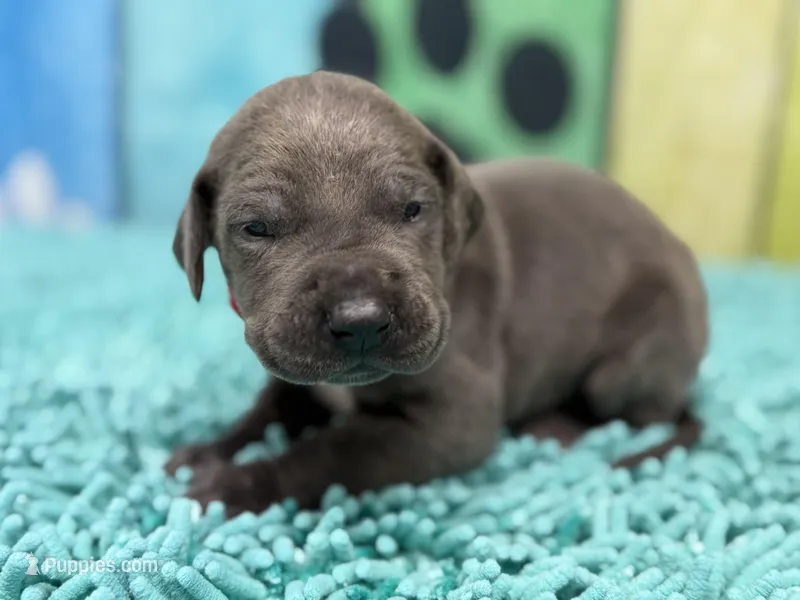 Rickon  – Great Dane puppy for sale in Fort Wayne, IN