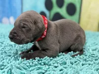 Rickon , a male Great Dane for sale in Fort Wayne, IN – Photo 3 of 8