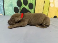 Rickon , a male Great Dane for sale in Fort Wayne, IN – Photo 3 of 5