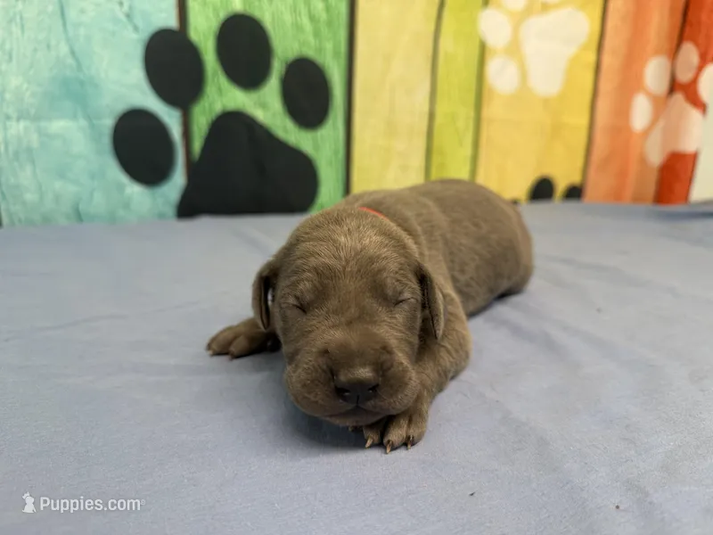 Rickon  – Great Dane puppy for sale in Fort Wayne, IN