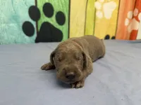 Rickon , a male Great Dane for sale in Fort Wayne, IN – Photo 1 of 5