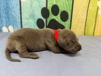 Rickon , a male Great Dane for sale in Fort Wayne, IN – Photo 2 of 5