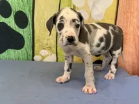 Cruella, a female Great Dane for sale in Fort Wayne, IN – 4 of 10