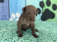 Eragon, a male Great Dane for sale in Fort Wayne, IN – 4 of 10