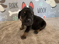 Rolly, a male Great Dane for sale in Fort Wayne, IN – 1 of 5
