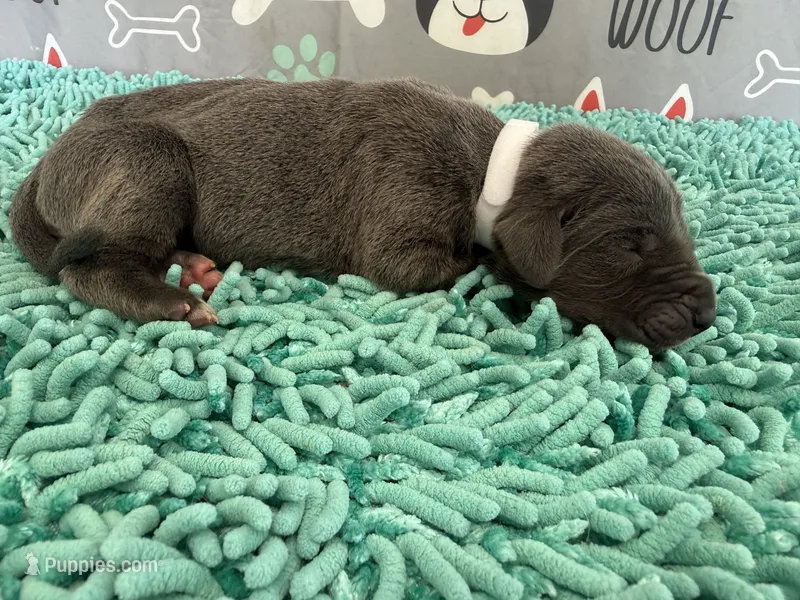 Saphira – Great Dane puppy for sale in Fort Wayne, IN