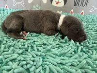 Saphira, a female Great Dane for sale in Fort Wayne, IN – 1 of 5