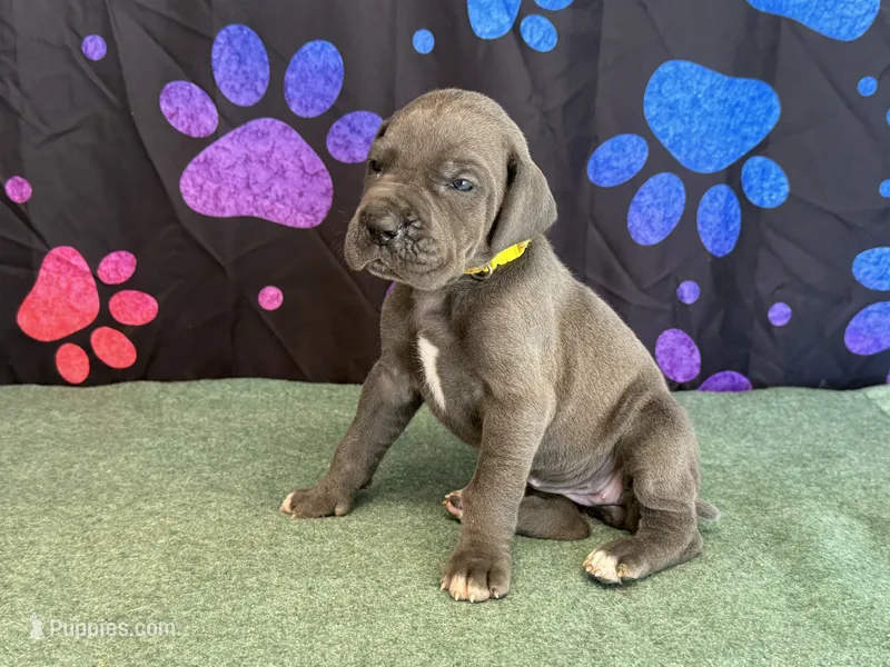 Bluey – Great Dane puppy for sale in Fort Wayne, IN
