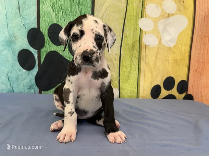Perdita – Great Dane puppy for sale in Fort Wayne, IN