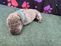 Snickers, a male Great Dane for sale in Fort Wayne, IN – 2 of 5
