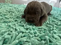 Eragon, a male Great Dane for sale in Fort Wayne, IN – 2 of 5