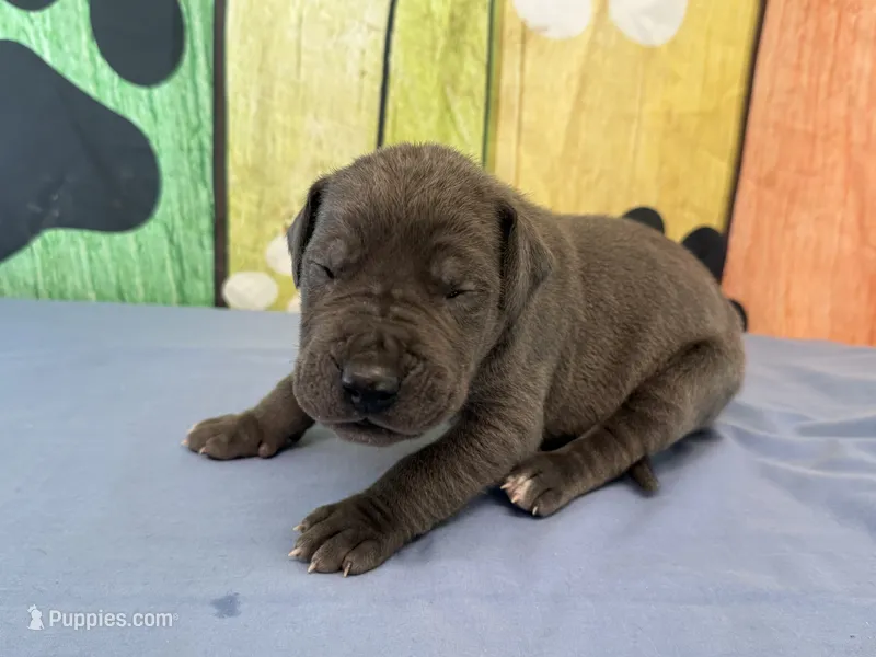 Murtagh – Great Dane puppy for sale in Fort Wayne, IN