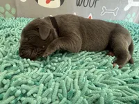 Murtagh, a male Great Dane for sale in Fort Wayne, IN – 3 of 5