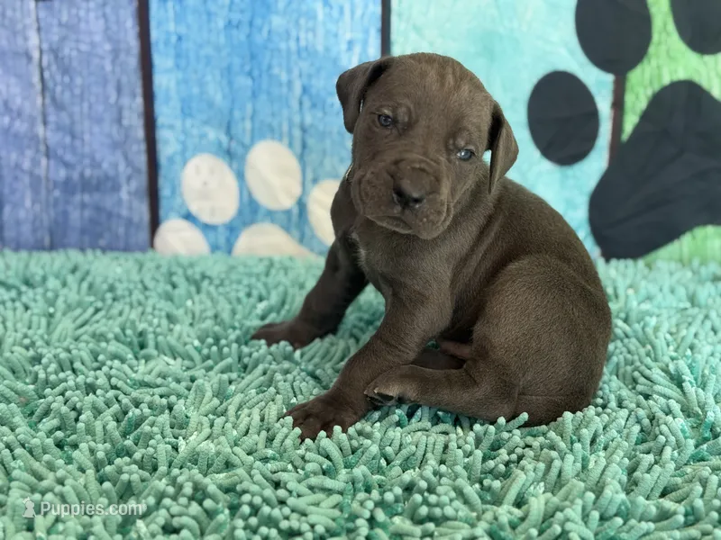 Eragon – Great Dane puppy for sale in Fort Wayne, IN