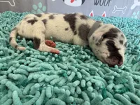 Arya, a female Great Dane for sale in Fort Wayne, IN – 3 of 5