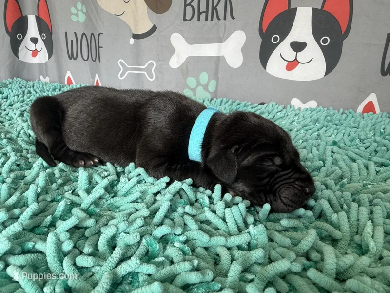 Roran – Great Dane puppy for sale in Fort Wayne, IN