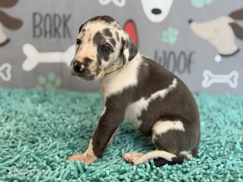 Anita – Great Dane puppy for sale in Fort Wayne, IN