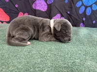 Bluey, a female Great Dane for sale in Fort Wayne, IN – 1 of 5
