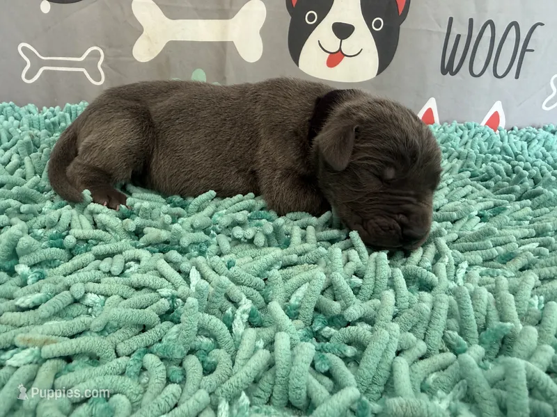 Murtagh – Great Dane puppy for sale in Fort Wayne, IN